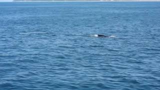 WhaleWatch 20170809 8376