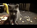 Sunday, September 10th - Jim and the Raccoons