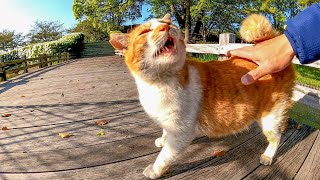 茶トラ猫「この橋を渡りたければモフモフしていくニャン」