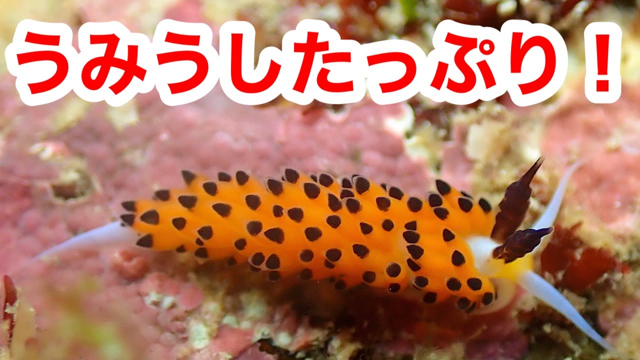 磯遊び レアなウミウシ かわいいウミウシとウミウシの探し方 相模湾 Youtube