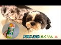 犬用入浴剤♨️ぬくりん 。ワンコのお風呂！ひなver.【短い動画】Dog bathing！