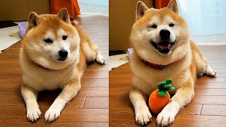 Shibe gets sad when his favorite carrot is taken away and smiles when given back.
