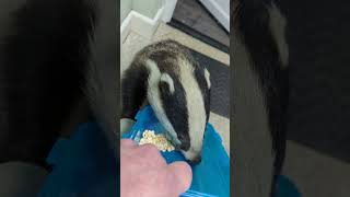 Biscuit the Badger and friends