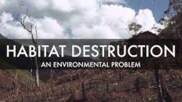 Gopher Tortoise; A Keystone Species