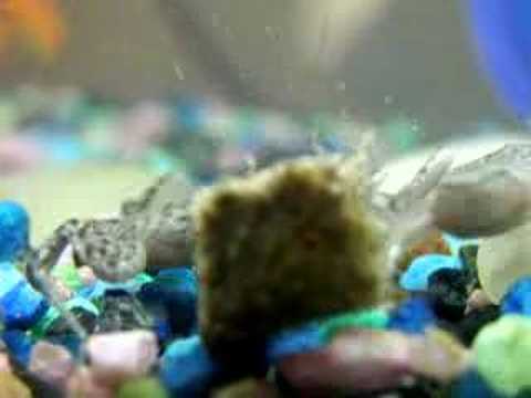 What do African dwarf frogs eat?