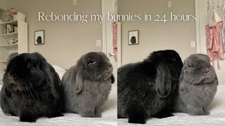 Rebonding my bunnies in 24 hours!🐰 by Dumbo and Bear 1,241 views 1 year ago 8 minutes, 18 seconds