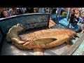 Hammerhead shark  veraval harbour  bhidiya harbour  indian fisheries harbour viral trending