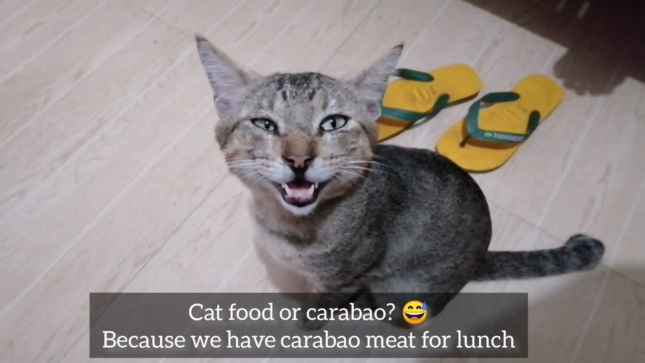 How my cat talks to me Funny Cat YouTube