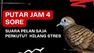 PUTAR JAM 4 SORE: Mengurangi dan menghilangkan stres Perkutut.