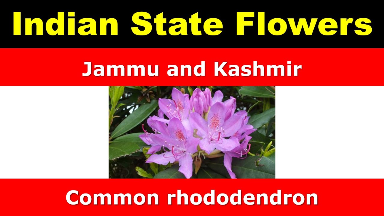 Union Territories Flowers Of India