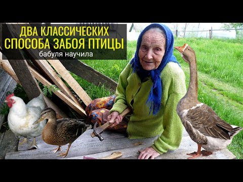 Забой КУРИЦЫ | ПЕТУХА | БРОЙЛЕРА | УТКИ | ГУСЯ / Два классических способа, бабуля научила