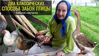 Забой КУРИЦЫ | ПЕТУХА | БРОЙЛЕРА | УТКИ | ГУСЯ / Два классических способа, бабуля научила