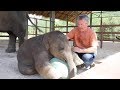 Playing Ball with Baby Elephant