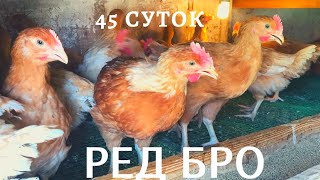 РЕД БРО 45 суток. Цветной Бройлер. Содержание в клетке.