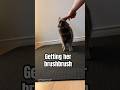 Ginko enjoying brushbrush #cat #brushbrush