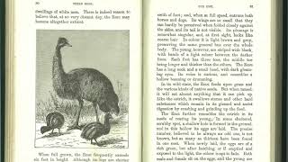 The Emu - Third Reader by NSW Schoolhouse Museum of Public Education 138 views 3 years ago 2 minutes, 32 seconds