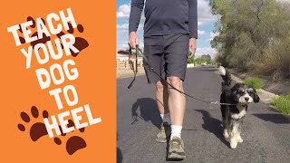 Train Your Dog to Heel  Basic Obedience