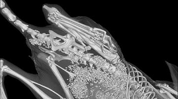 Industrial CT Scan of Mouse