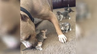 Pregnant Pit Bull Loses Her Puppies Before Adopting A Tiny Orphaned Baby As Her Own