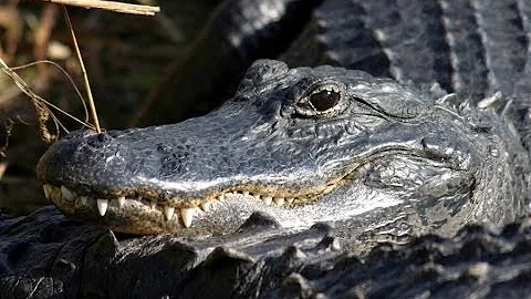 Animals of the Everglades