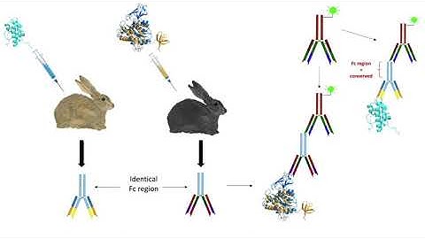 Immunocytochemistry (ICC)