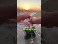 Tembakan Peledak Ini Sangat Menarik