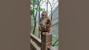 Monkey Sounds Shorts 