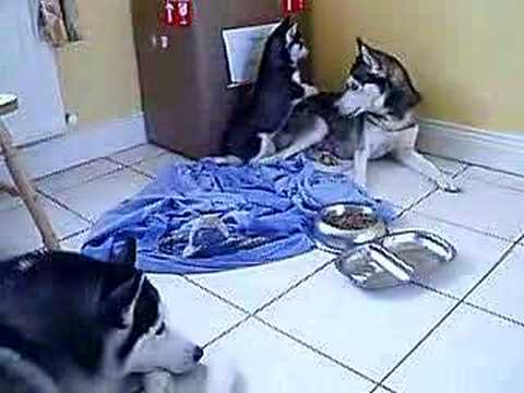 Siberian Husky Pups Siska Oska