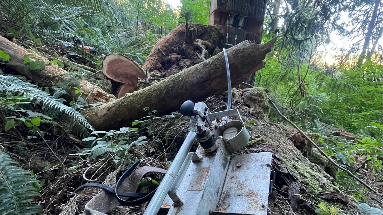 Timber Falling Tree Jack House trees and tree jacks! - YouTube