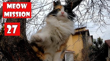 Feeding stray cats: where compassion meets action.