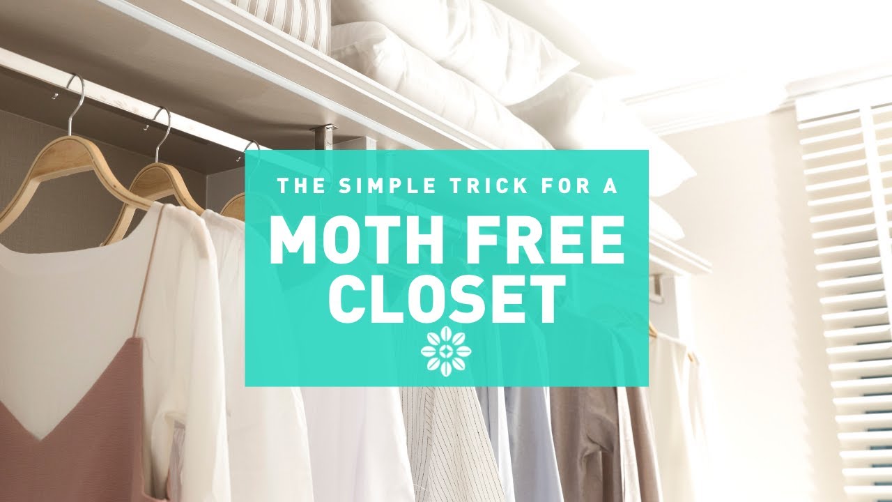 How to Keep Moths Out of Your Closet - Adams Pest Control