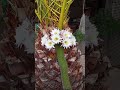Flores de cactus #flores #cactus