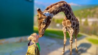 КЛАСС!!! Жираф Мэлли целует Татьяну Ивановну! Любовь животных в СКАЗКЕ к сотрудникам БЕЗГРАНИЧНА!