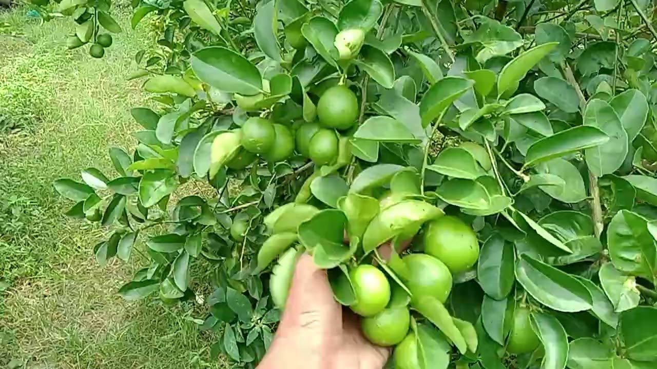 Sering di buat Remeh Tanam jeruk nipis 1 thn setengah panen terus