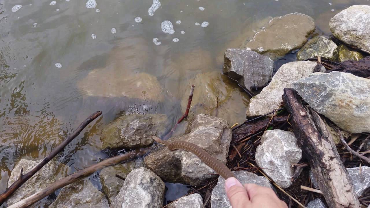 pyle casa Cute goodbye to Tommy the Brazos watersnake.
