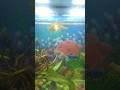 Aquarium fish aquariumpets petfish subscribe like comment viral trend snake shorty