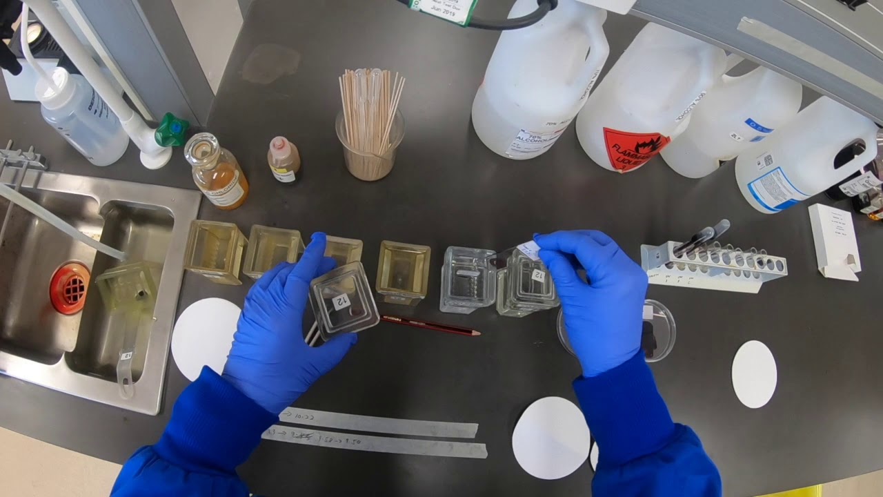 How to stain elastin fibers in tissue.