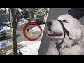 Dog Stops Car to Help Save Owner Who Suffered a Seizure