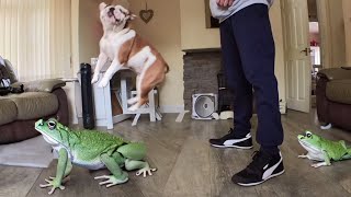 I Never Guessed That Training My Athletic English Bulldog Would Give Her Frog Abilities by Tia English Bulldog 919 views 7 months ago 26 seconds