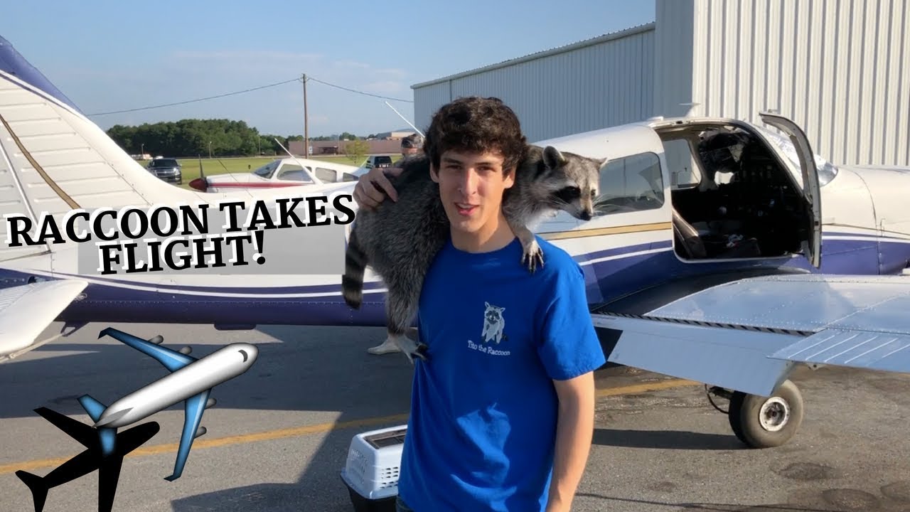 First Raccoon to Fly in an Airplane? (beach trip) - YouTube