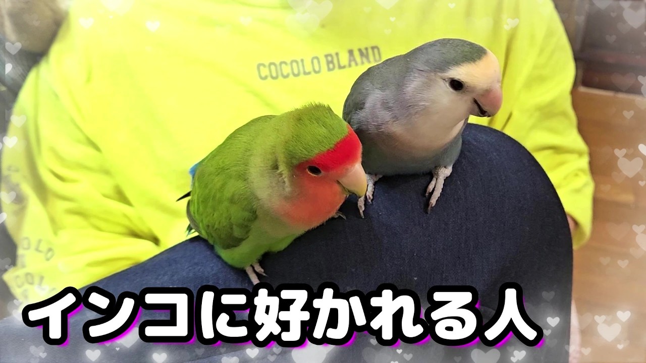 【いるだけでコザクラインコに好かれる人】#コザクラインコ#インコ#lovebirds