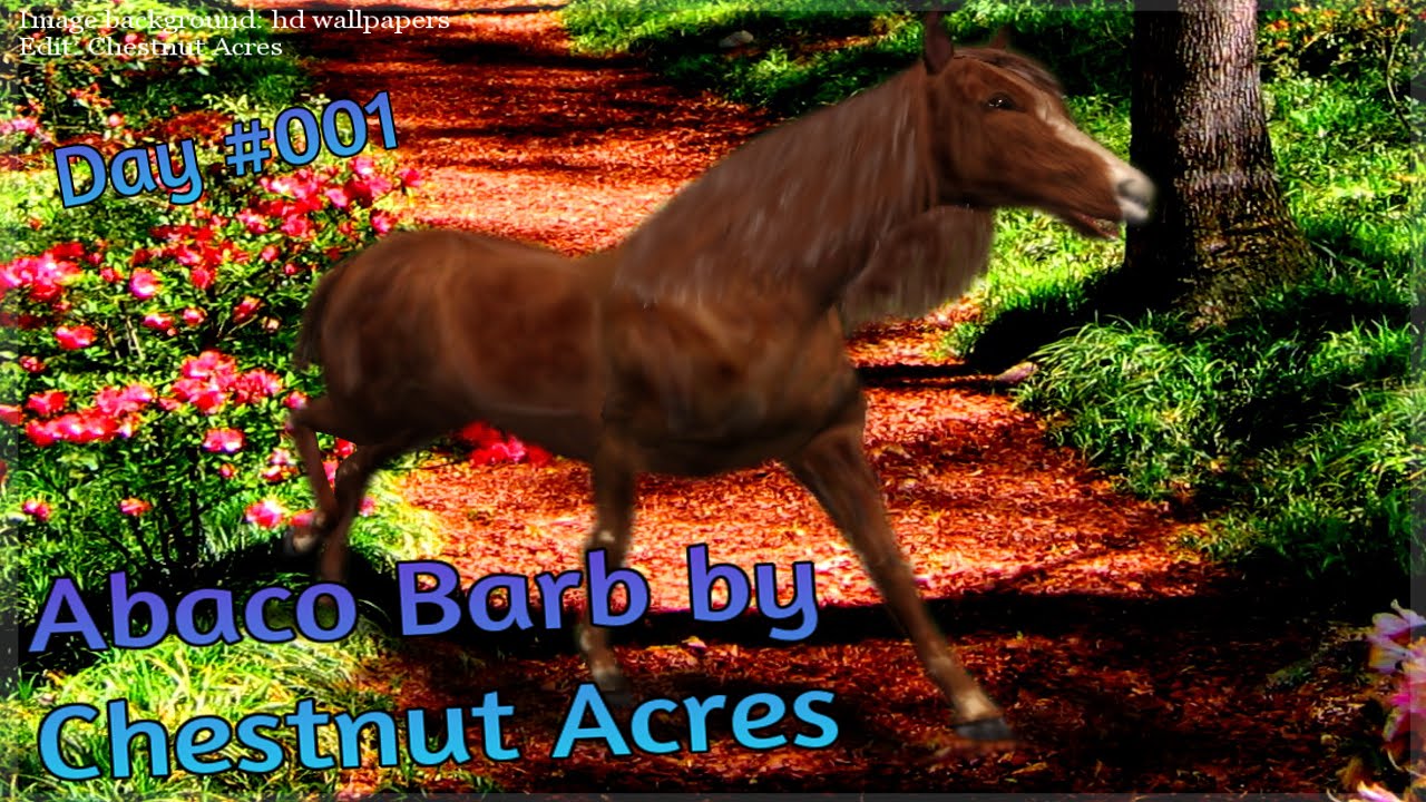 600 horse breeds challenge, by Chestnut Acres: Day 1: The Abaco Barb
