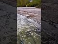 Schwan geht schwimmen