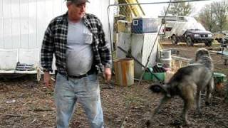 Irish Wolfhound and attack training