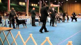 Gr Swiss Mtn Dog Bob Denver 2012