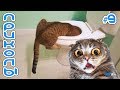 Приколы с Котами и Кошками 2019 | Смешные Коты и Кошки 2019 | Приколы с Животными #9