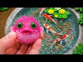 I Discovered Exotic Catfish, German Blue Ram & Betta Fish in Muddy Water