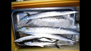 How I Like To Rig And Troll Ribbonfish For Giant King Mackerel