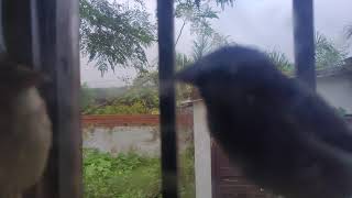 Beautiful red munia on window