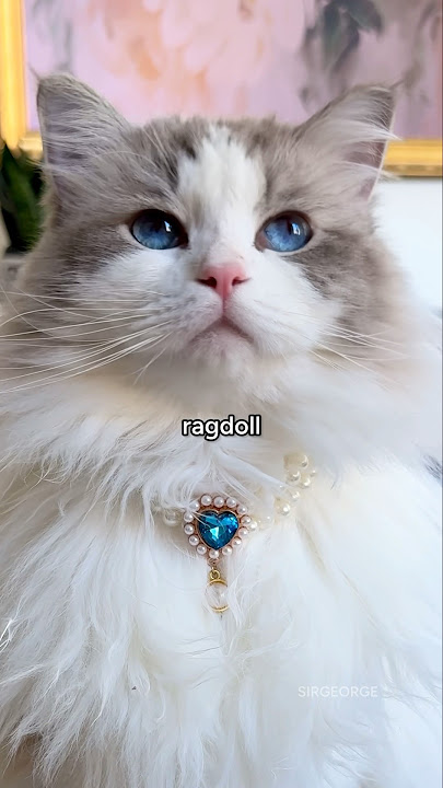 A princess cat AND… #ragdolls #adorablecats #onigiri